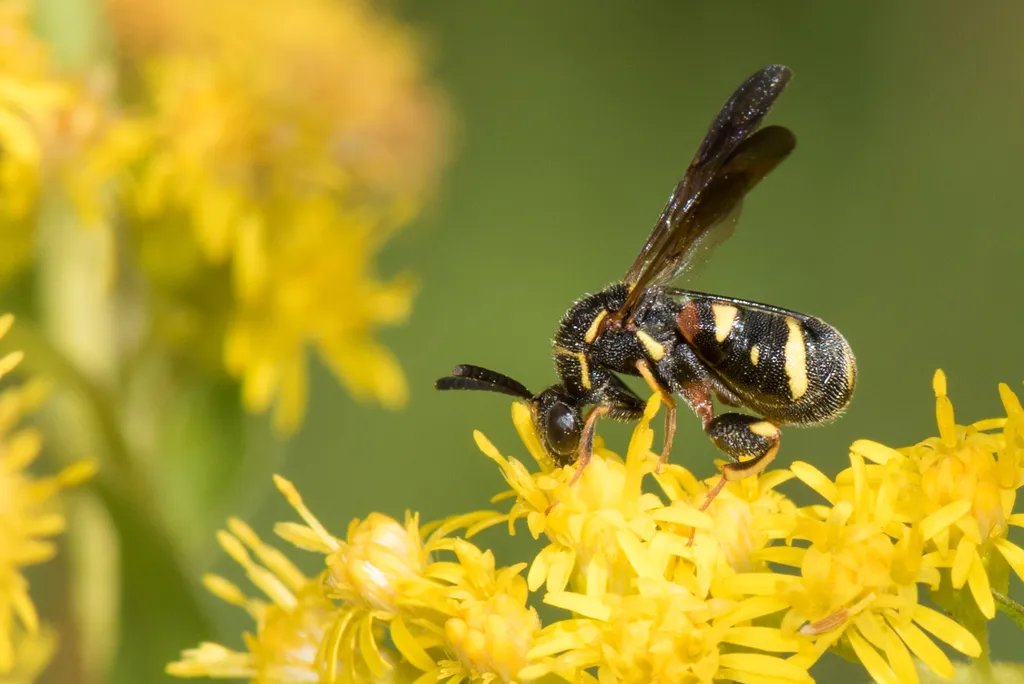 Leucospis affinis