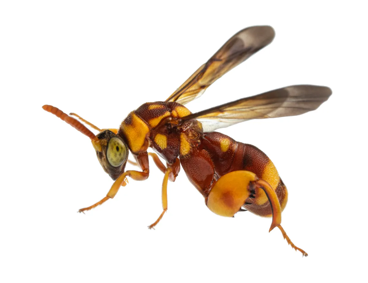 Leucospis atriceps - photo 3