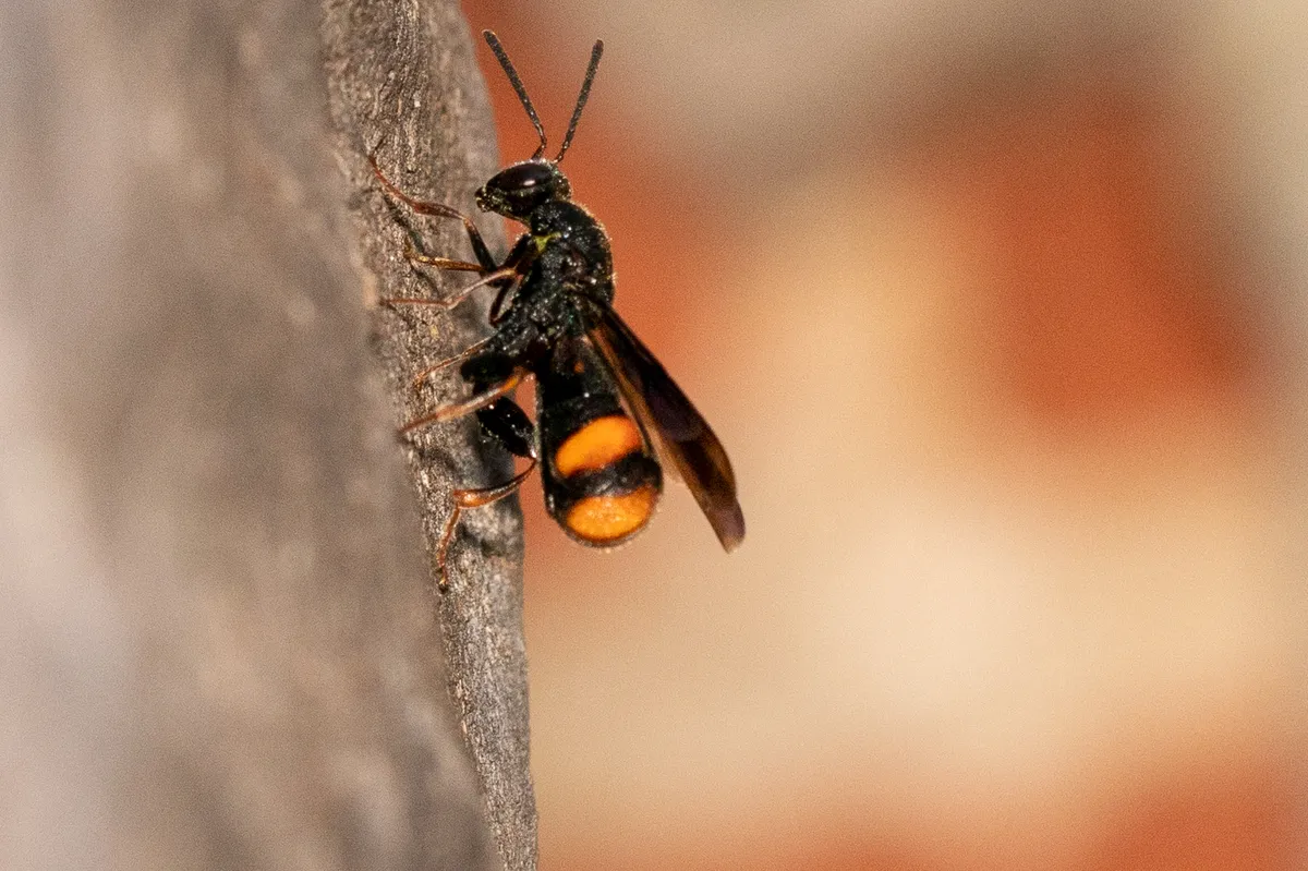 Leucospis australis - photo 3