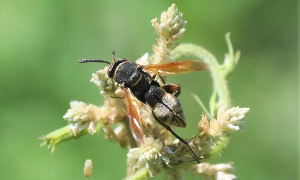 Leucospis azteca - photo 2