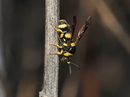 Leucospis biguetina