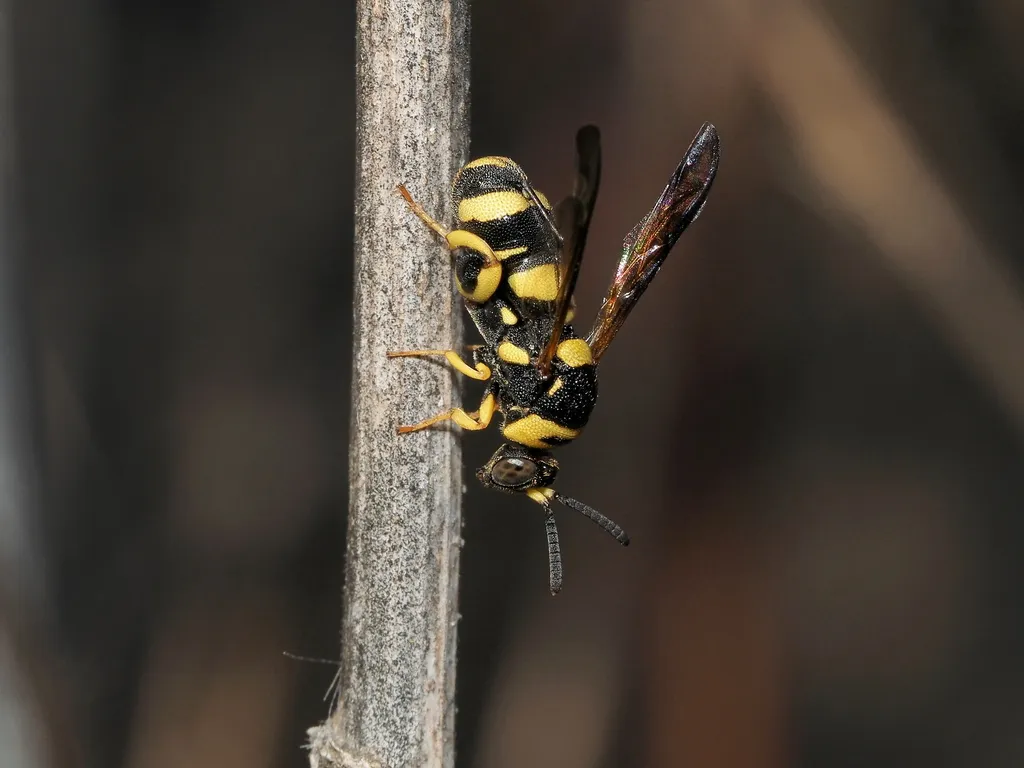 Leucospis biguetina - photo 2