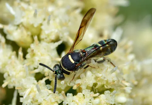 Leucospis birkmani - Leucospis birkmani
