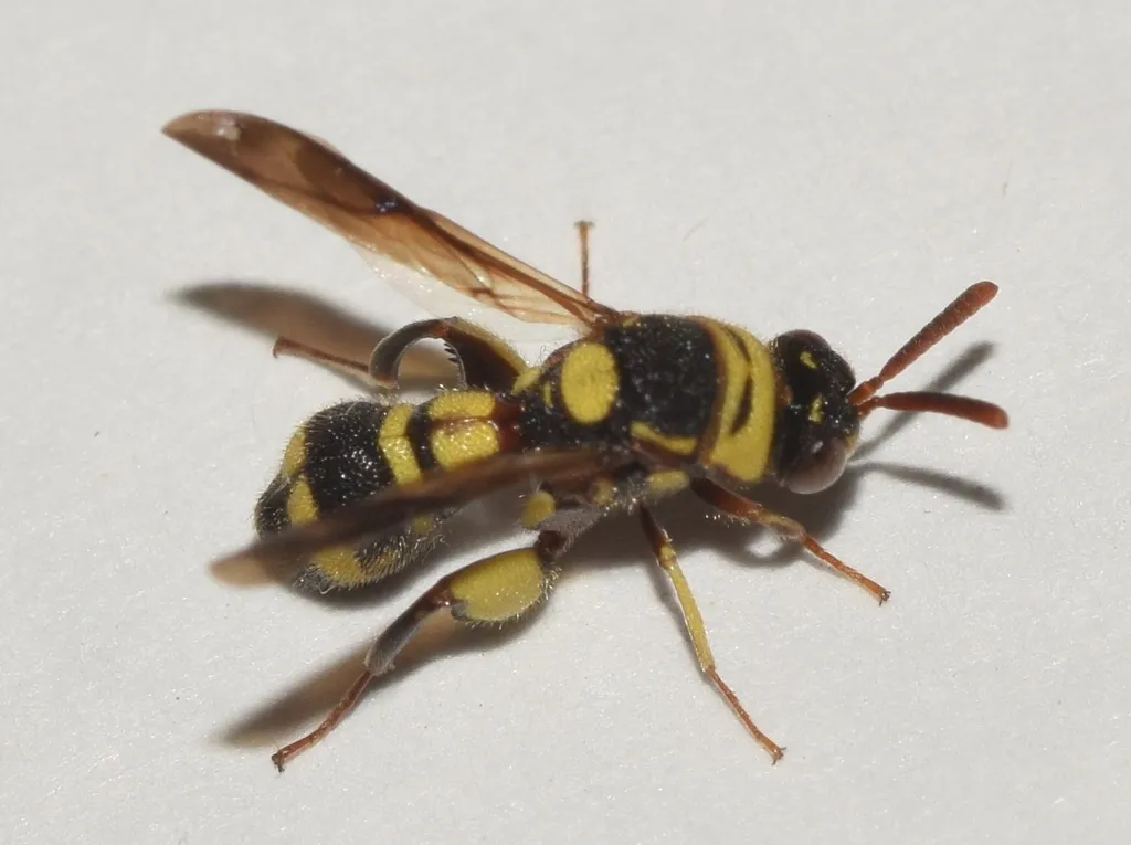 Leucospis brevicauda - photo 2
