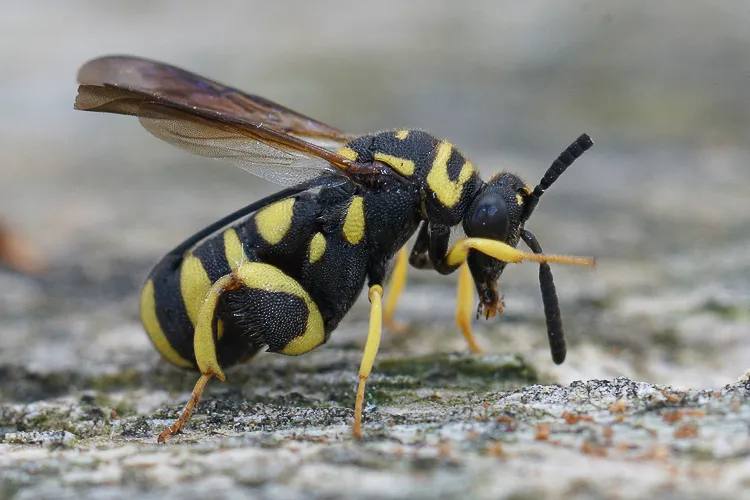 Leucospis gigas - photo 2