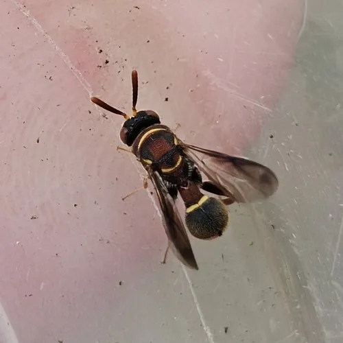 Leucospis giraulti