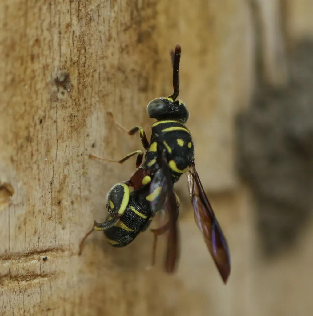 Leucospis histrio - photo 2