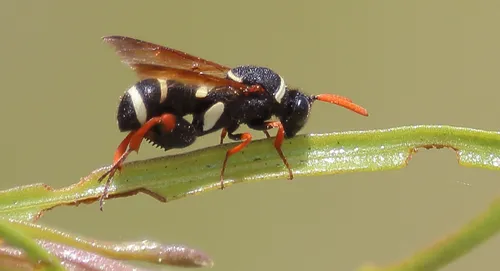 Leucospis hopei