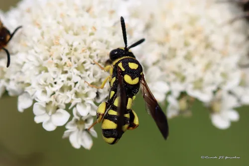 Leucospis intermedia
