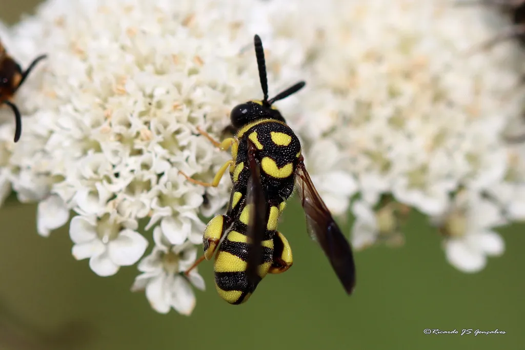 Leucospis intermedia - photo 2