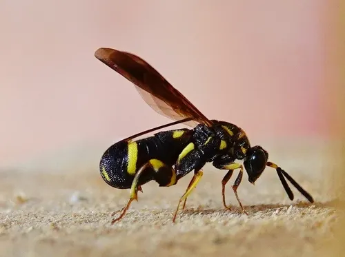 Leucospis japonica