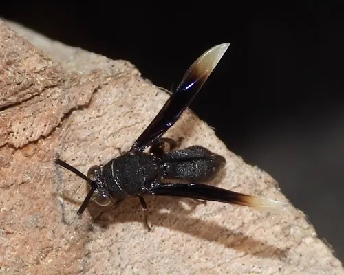 Leucospis leucotelus