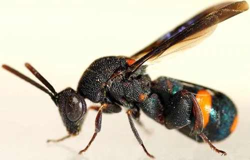 Leucospis morawitzi