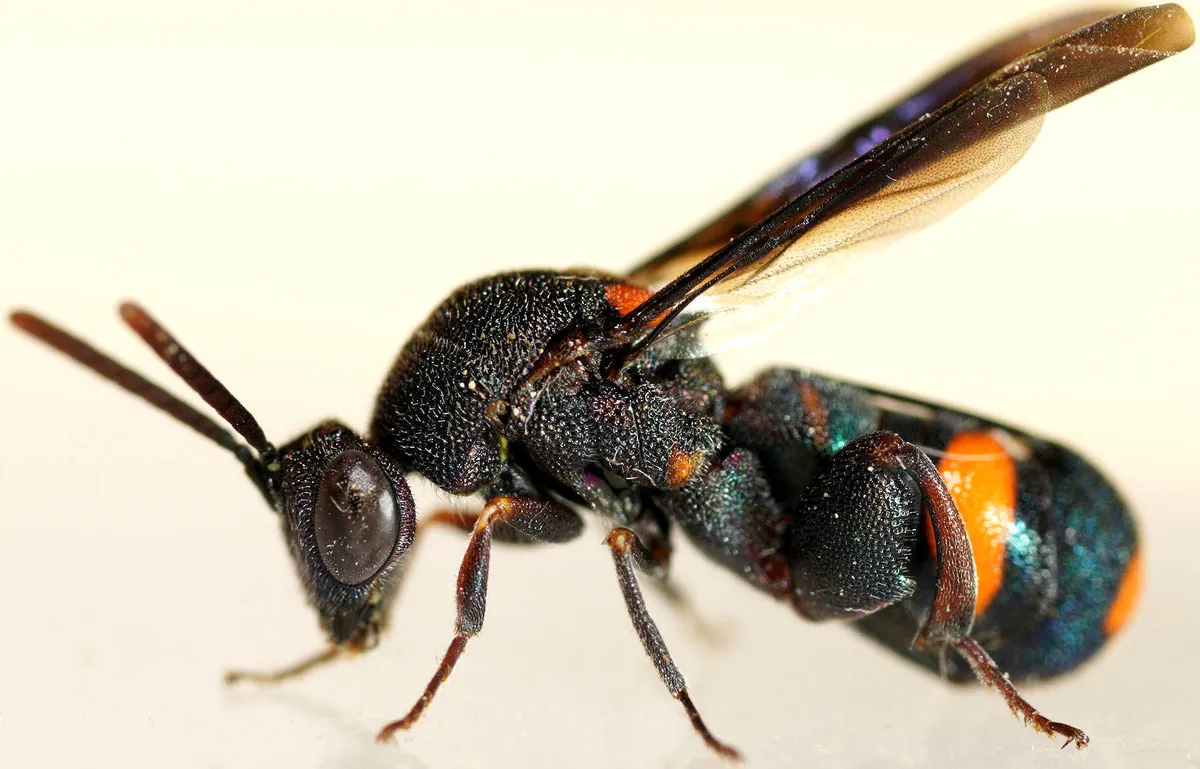 Leucospis morawitzi - photo 3