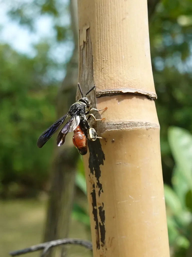 Leucospis petiolata - photo 2