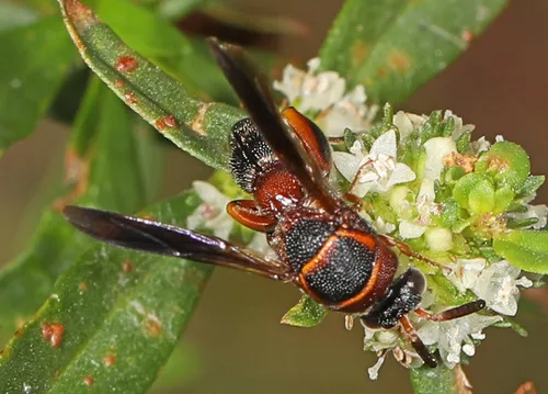 Leucospis robertsoni - photo 3