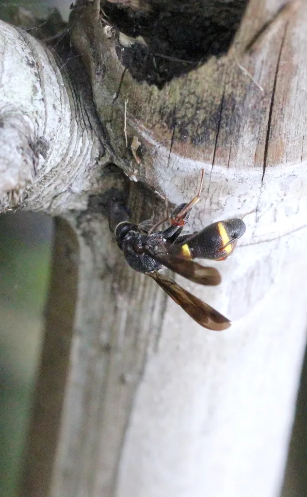 Leucospis sinensis - photo 2