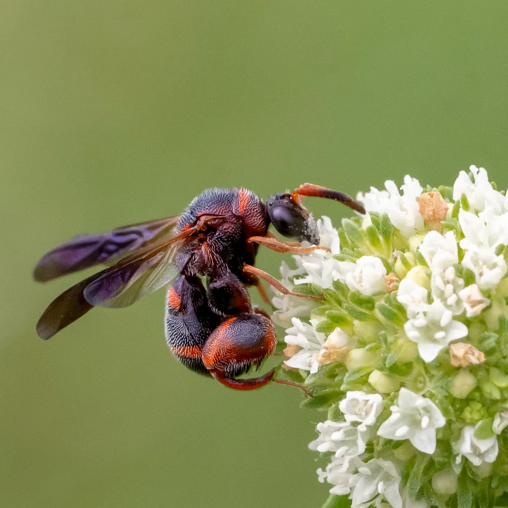 Leucospis slossonae