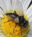 Leucostoma aterrimum - photo 2