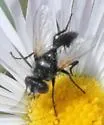 Leucostoma aterrimum - photo 4