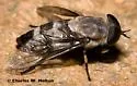 Leucotabanus ambiguus - Leucotabanus ambiguus