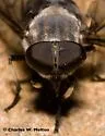 Leucotabanus ambiguus - photo 3