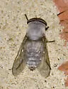 Leucotabanus annulatus