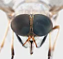 Leucotabanus annulatus - photo 2