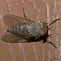 Leucotabanus annulatus - photo 3
