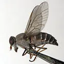 Leucotabanus annulatus - photo 4