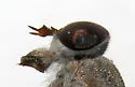 Leucotabanus annulatus - photo 5