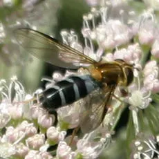 Leucozona glaucia