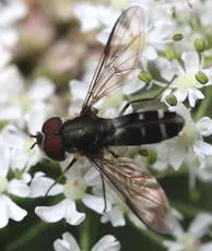 Leucozona laternaria