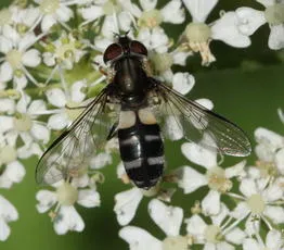 Leucozona laternaria - photo 2