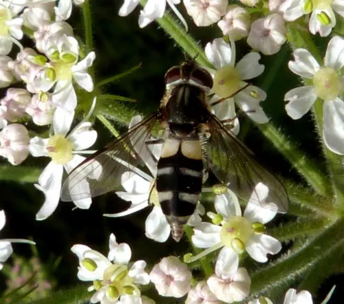 Leucozona laternaria - photo 3