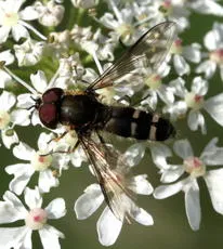 Leucozona laternaria - photo 4