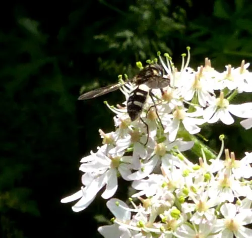 Leucozona laternaria - photo 5