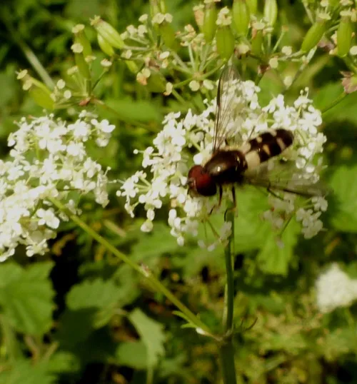 Leucozona laternaria - photo 6