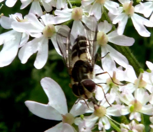 Leucozona laternaria - photo 7