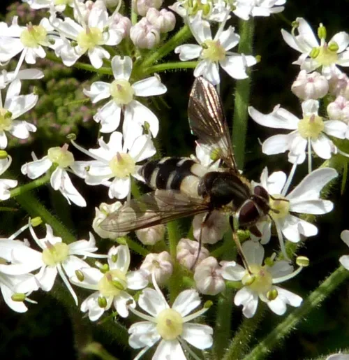 Leucozona laternaria - photo 8