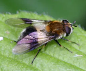 Leucozona lucorum