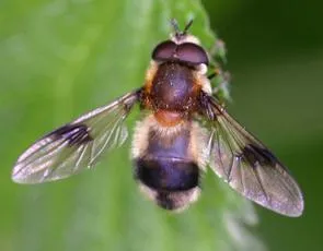 Leucozona lucorum - photo 2
