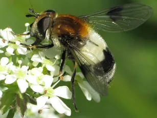 Leucozona lucorum - photo 3