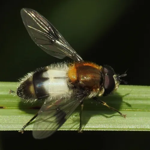 Leucozona lucorum - photo 4