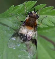 Leucozona lucorum - photo 5