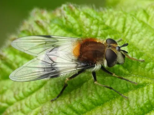 Leucozona lucorum - photo 6