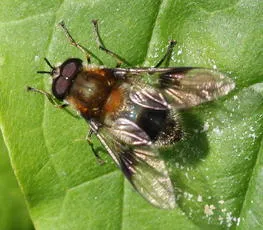 Leucozona lucorum - photo 7