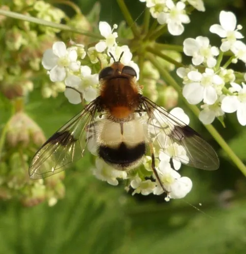 Leucozona lucorum - photo 8