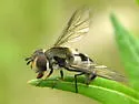 Leucozona velutina