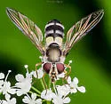 Leucozona xylotoides - photo 2